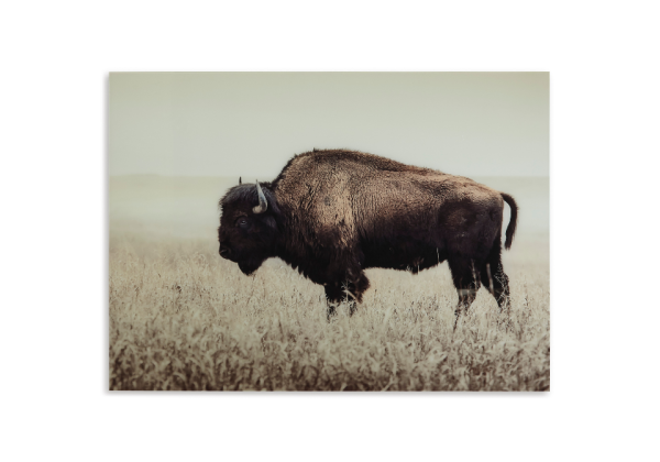 Brutus Wall Art - Image 2