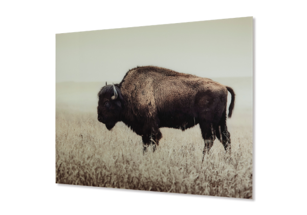 Brutus Wall Art - Image 3